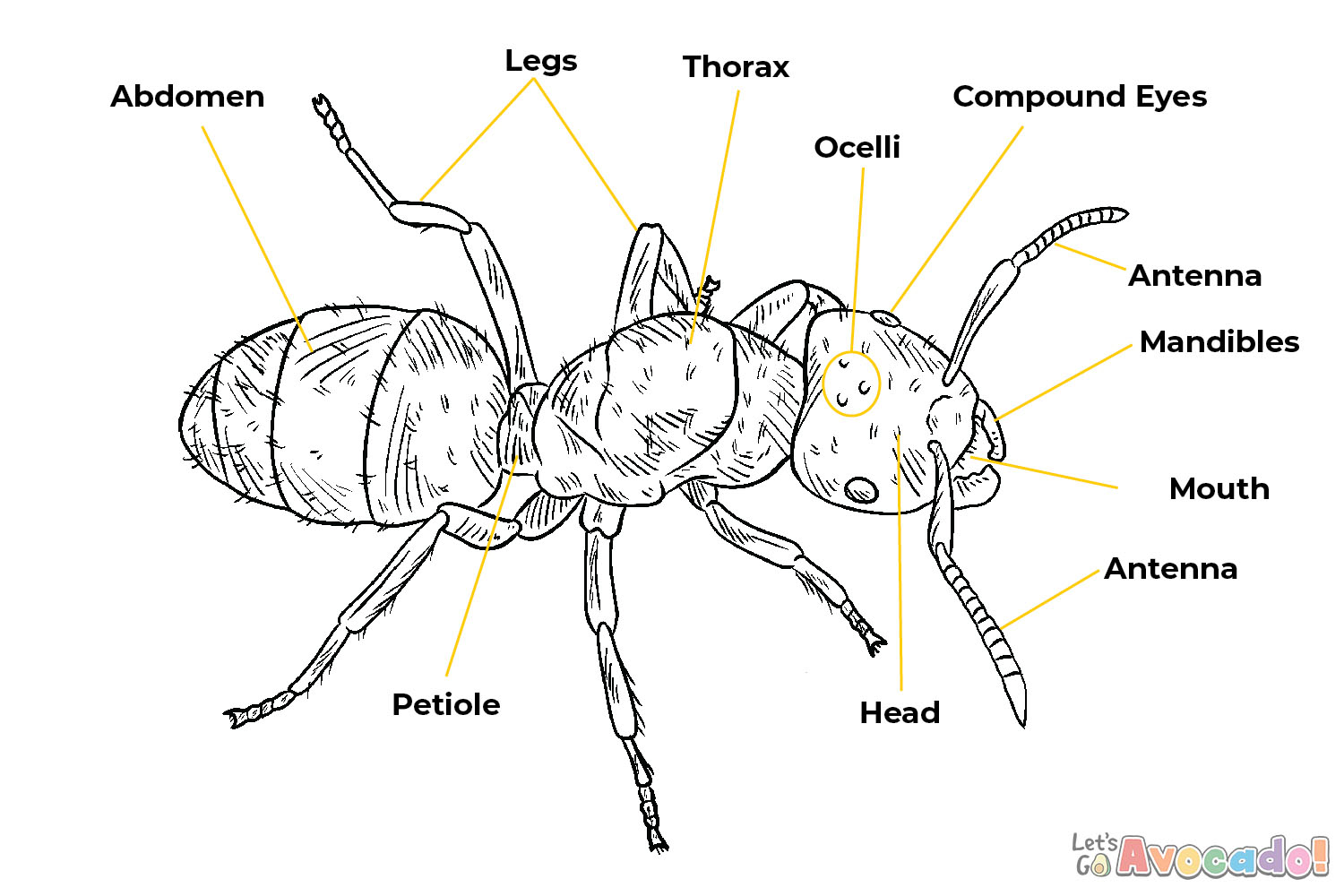 7 Fascinating Closeups Of Ant Anatomy - The Ant Project Blog - Let's Go ...