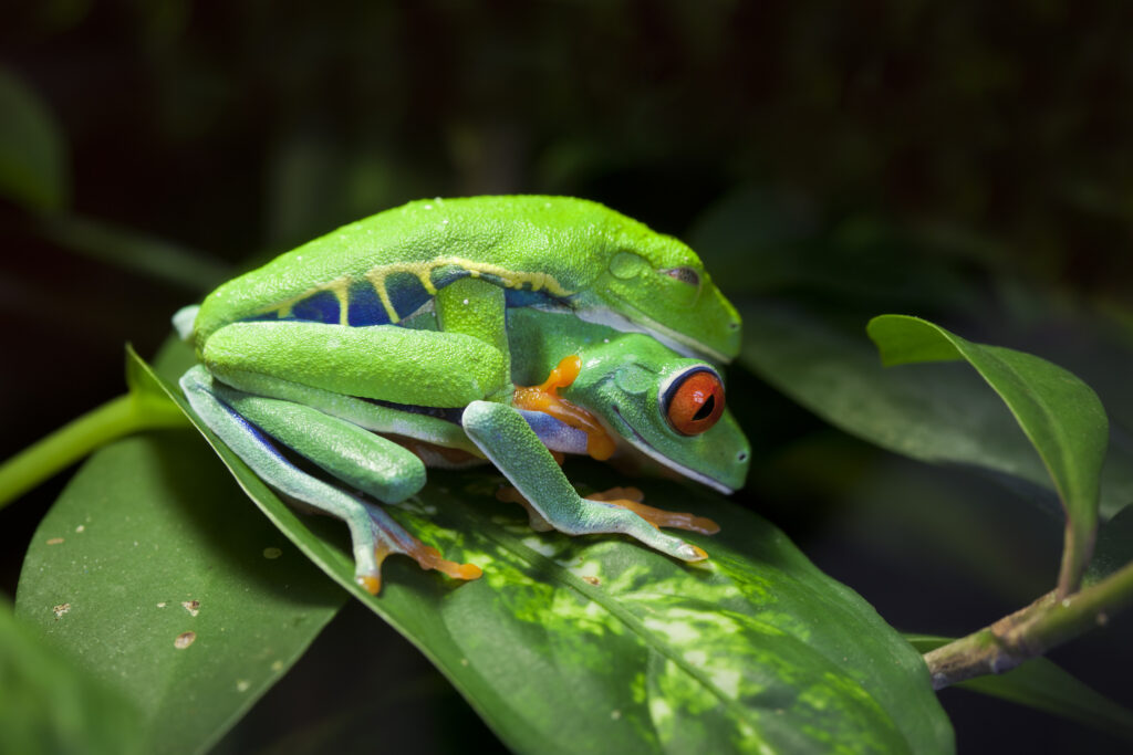 Red Eyed Tree Frog Mating