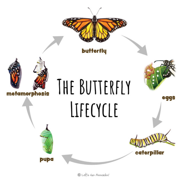 The Lifecycle Of Monarch Butterflies - Let's Go Avocado!