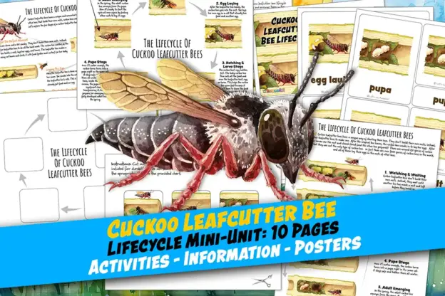 Cuckoo Bee Lifecycle Homeschool printables classroom nature science worksheets