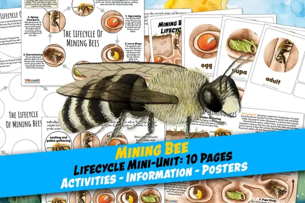 Mining Bee Lifecycle Homeschool printables classroom nature science worksheets
