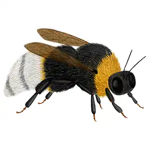 cuckoo gypsy bumblebee