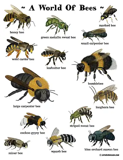 free bee species poster