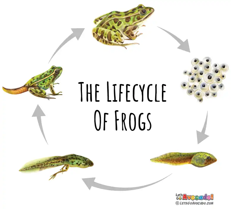 frog lifecycle from tadpole to frog