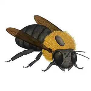 large carpenter bee