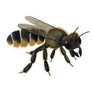 leafcutter bee