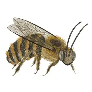longhorn bee