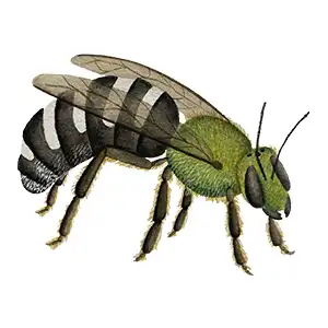 striped metallic sweat bee