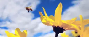 flowers hear bees buzz