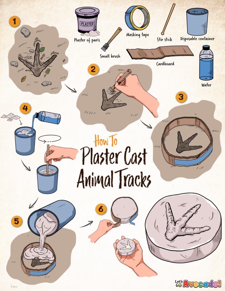 Plaster Cast of Animal Tracks Homeschool Activity