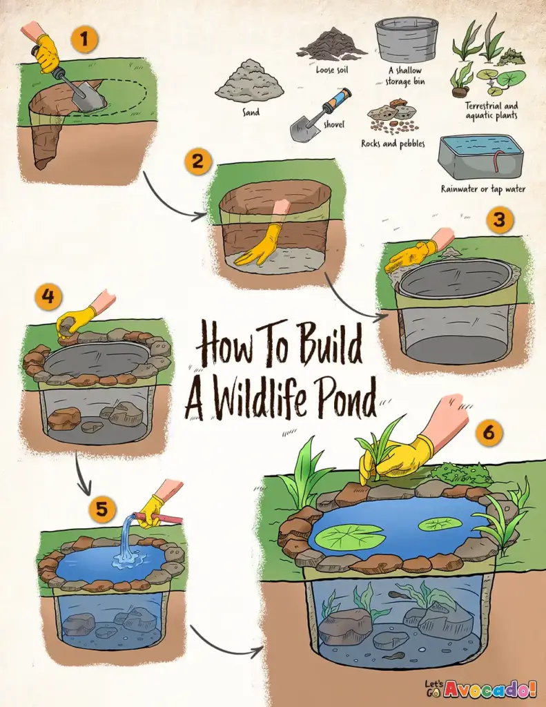 DIY Wildlife Pond Steps - Homeschool Activities