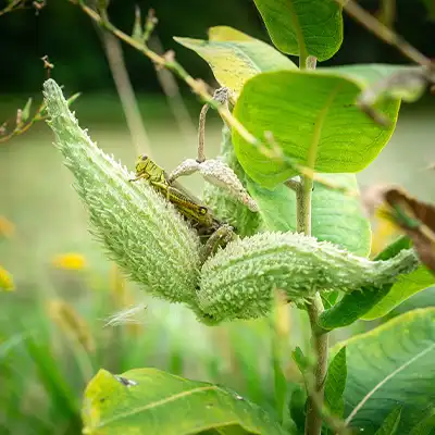 view of milkweed plant seed pod