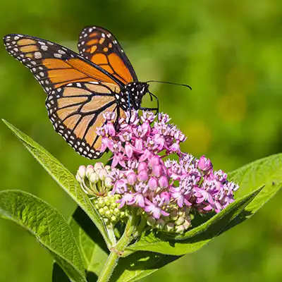 monarch butterfly sitting on milkweed plant