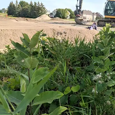 milkweed at construction site