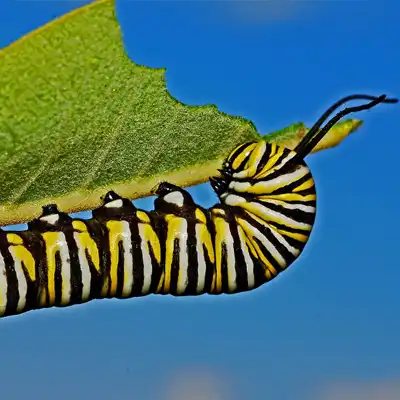 monarch caterpillar eating leaf