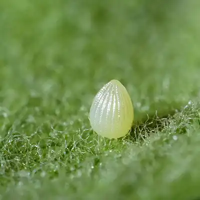 Monarch butterfly egg on milkweed leaf