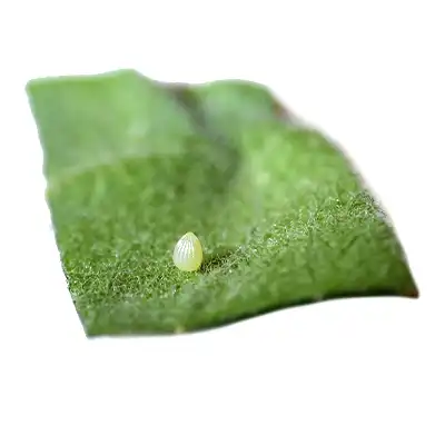 Monarch butterfly egg on milkweed leaf