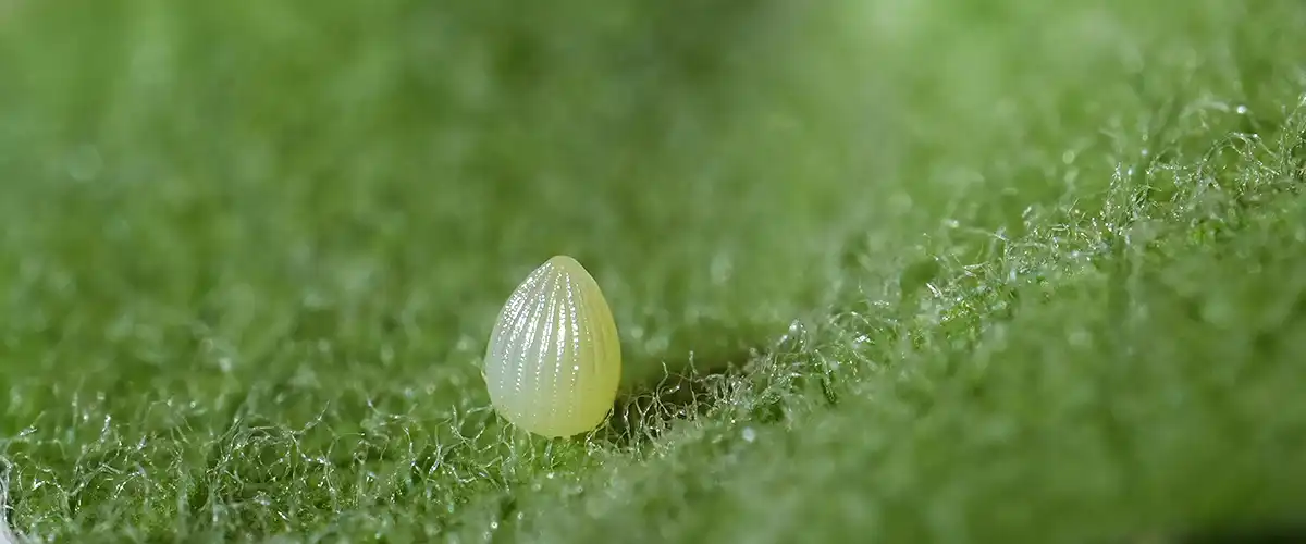 Monarch butterfly eggs