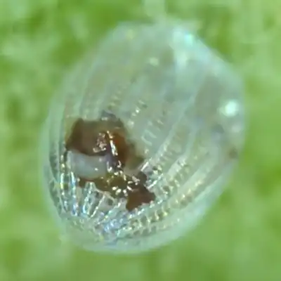 monarch hatching