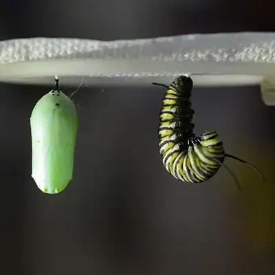 monarch pupa