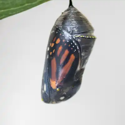 Monarch Chrysalis clear