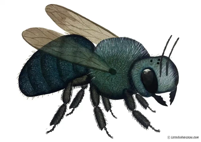 Blue-Orchard-Mason-Bee-1