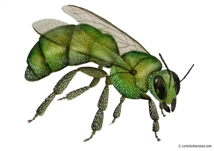 green-metallic-sweat-bee-1