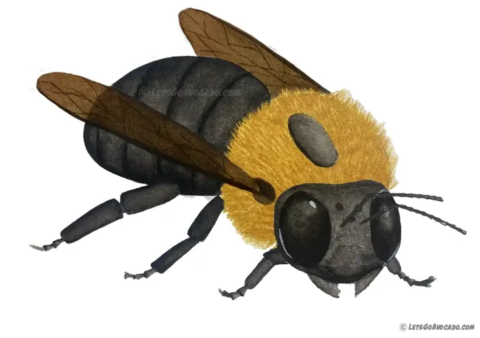 large-carpenter-bee-1