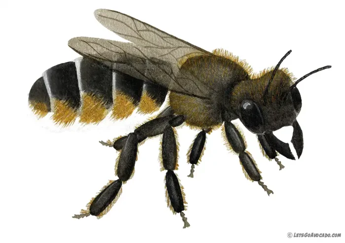 leafcutter-bee