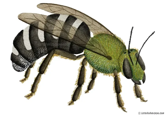 striped-green-sweat-bee