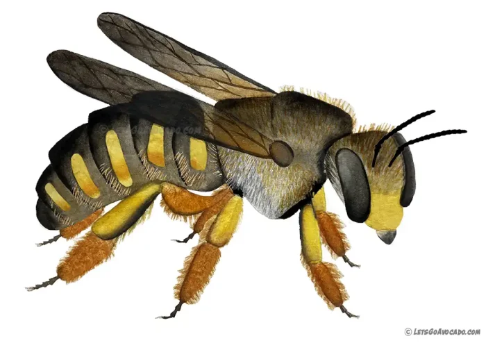 wool-carder-bee-1